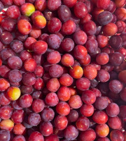 Des Poules et des Vignes à Bourgueil - Prunes d’Ingrandes