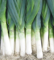 La Ferme de Goas Per - Poireau bio - 500gr