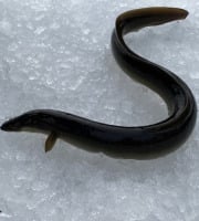 Pêcheur Toni  Micheau - Anguilles Jaunes Sauvages Entières - 600g (3 Pièces)
