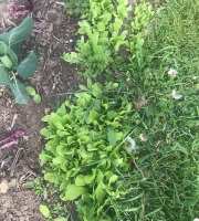 Des Poules et des Vignes à Bourgueil - 10 plants  de salade