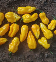 HERBA HUMANA - Habanero Jaune - 300g