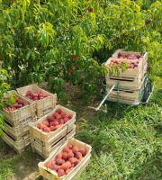Massot Delphine et Garrigue Marc - Peches et/ou nectarines du Roussillon BIO pour jus, confiture ou compote