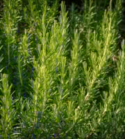 Les Herbes du Roussillon - (OFFRE PRO RESERVE) 3000 brins de romarin