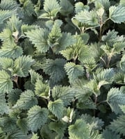 Ferme Sinsac - Orties fraiches en bouquet