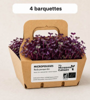 Ma Micropousse culinaire - Micro-pousses bio de radis pourpre – 4 barquettes