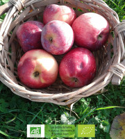 LES JARDINS DE KARINE - POMME à croquer Reinette étoilée - 1kg