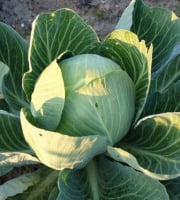 Aux Jardins des Colibris - Choux pomme blanc Bio