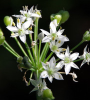 Nature et Saveurs - Ferme Aquaponique et Permacole Astérienne - Fleurs de Ciboulette de Chine – Bouquet culinaire et raffiné