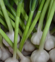 ChâteauFer - Ail frais en botte 200g
