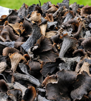 Naturélium - Trompette de la mort sauvage fraîche