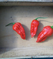 HERBA HUMANA - Piment frais frais Naga Jolokia Red