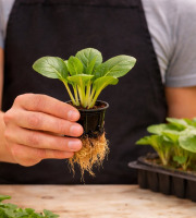Nature et Saveurs - Ferme Aquaponique et Permacole Astérienne - Semis de pak choï — vigueur et douceur asiatique