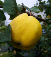 Nature et Saveurs - Ferme Aquaponique et Permacole Astérienne - Coings – chair dorée, parfum d’automne
