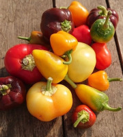 HERBA HUMANA - Poivron petit rond idéal à farcir 3kg
