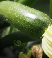 Mon Petit Producteur - Courgette Verte Bio [vendu Par 3 Kg]