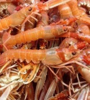 Brest Marée - Langoustine Vivante petite - 1kg