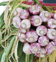 L'OLIVERAIE DU COUDON - AIL FRAIS AVEC FANE   1KG