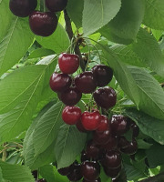 Vergers des brunots - Cerises 2kg