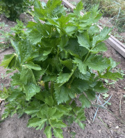 Des Poules et des Vignes à Bourgueil - Céleri du potager