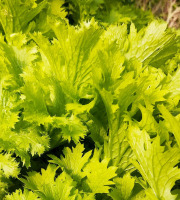 Nature et Saveurs - Ferme Aquaponique et Permacole Astérienne - Wasabino (Bouquet Frais)