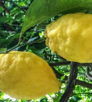 Les Hespérides - Coopérative de la Riviera Française - Cédrat Corse 5kg