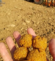 Ferme de Beau Printemps - Falafels de Beau Printemps aux Pois Chiche de la ferme BIO