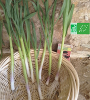 LES JARDINS DE KARINE - Ail frais de printemps en bottes (400 tiges) - 5kg