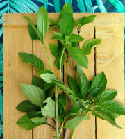 Nature et Saveurs - Ferme Aquaponique et Permacole Astérienne - Basilic Cannelle (Bouquet Frais)