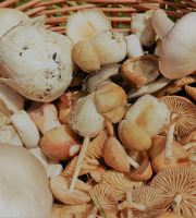 Rébecca les Jolies Fleurs - Champignons frais des sous bois