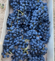 Domaine Reverchon - Raisin Muscat du Vaucluse 5Kg