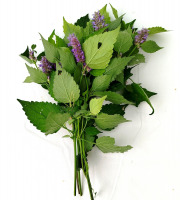 Nature et Saveurs - Ferme Aquaponique et Permacole Astérienne - Agastache Hysope (Bouquet Frais)