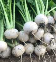 Nature et Saveurs - Ferme Aquaponique et Permacole Astérienne - Mini navets polaires gastronomiques – douceur et précision