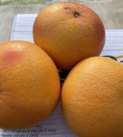 Le Potager de Sainte-Hélène - Pomelos bio de Sicile x 3