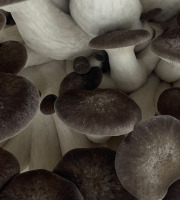 Naturélium - Le black pearl 1kg