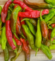 HERBA HUMANA - Piment frais Shishitou 1kg