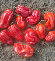 HERBA HUMANA - Habanero Rouge - 300g