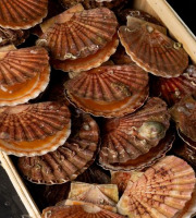Pêcherie Granvillaise - Coquilles Saint-Jacques de Normandie 10kg