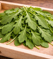 Nature et Saveurs - Ferme Aquaponique et Permacole Astérienne - Jeunes feuilles de roquette cultivée — fraîcheur et caractère