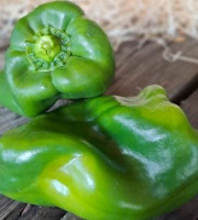 Les Jardins de Gérard - Poivron vert Bio - 1 kg