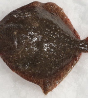 Coopérative Maritime La Graulenne - Turbot 1-2kg