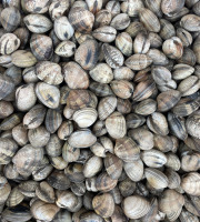 Aquaculture Chez Jaouen - Palourdes 500g