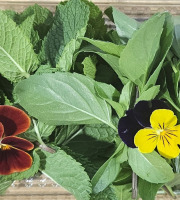 Midiflore - Aromates fraiches pour Apéro & Cocktails 40g