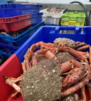 Armement Providence - En direct du bateau - Araignée de mer vivante - MOYENNE 1kg /1,2 kg