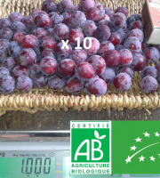 LES JARDINS DE KARINE - Prune Damas - 10kg