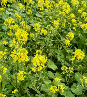 Naturélium - Moutarde sauvage - botte de 300g