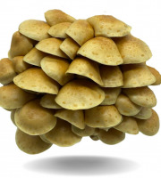 Naturélium - Le nameko 1kg