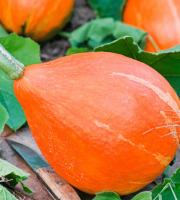 Maréchal Fraicheur - Potimarron - 1 kg