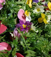 Rébecca les Jolies Fleurs - La salade Royale de mon pépé