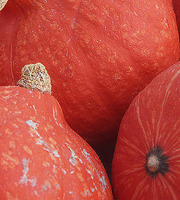 Mon Petit Producteur - Courge Potimarron Red Kuri bio [poids moyen 1.3 kg]