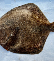 Godaille de l'Armement Cherbourgeois - En Direct du Bateau - Turbot Sauvage- Vidé- Pièce De 1kg